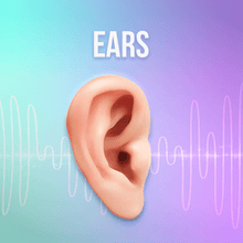 Load image into Gallery viewer, Glands