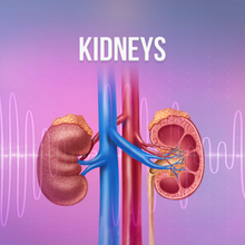 Load image into Gallery viewer, Kidneys Rife Frequencies