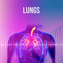 Load image into Gallery viewer, Organs