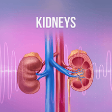 Load image into Gallery viewer, Organs