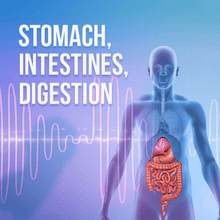 Load image into Gallery viewer, Organs